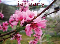 Định nghĩa của từ <b>January</b>