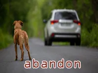 Định nghĩa của từ <b>abandon</b>