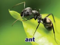 Định nghĩa của từ <b>ant</b>
