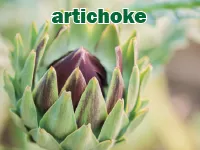 Định nghĩa của từ <b>artichoke</b>