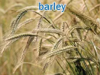 Định nghĩa của từ <b>barley</b>