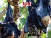 Định nghĩa của từ <b>bat</b>