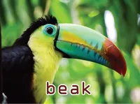 Định nghĩa của từ <b>beak</b>