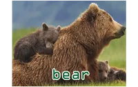 Định nghĩa của từ <b>bear</b>