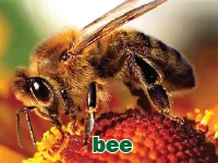 Định nghĩa của từ <b>bee</b>