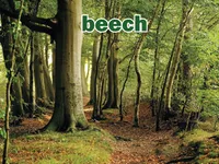 Định nghĩa của từ <b>beech</b>