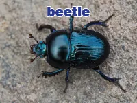Định nghĩa của từ <b>beetle</b>