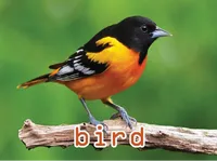Định nghĩa của từ <b>bird</b>
