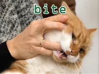 Định nghĩa của từ <b>bite</b>