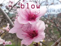 Định nghĩa của từ <b>blow</b>