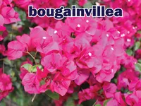 Định nghĩa của từ <b>bougainvillea</b>