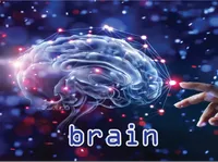 Định nghĩa của từ <b>brain</b>
