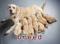 Định nghĩa của từ <b>breed</b>