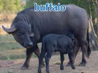 Định nghĩa của từ <b>buffalo</b>