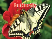 Định nghĩa của từ <b>butterfly</b>