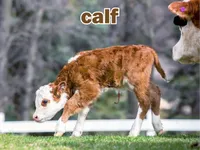 Định nghĩa của từ <b>calf</b>