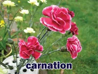 Định nghĩa của từ <b>carnation</b>