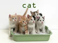Định nghĩa của từ <b>cat</b>