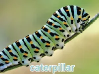 Định nghĩa của từ <b>caterpillar</b>