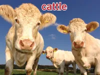 Định nghĩa của từ <b>cattle</b>