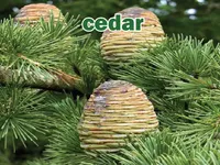 Định nghĩa của từ <b>cedar</b>