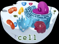 Định nghĩa của từ <b>cell</b>