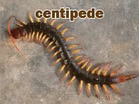 Định nghĩa của từ <b>centipede</b>