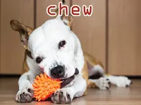 Định nghĩa của từ <b>chew</b>