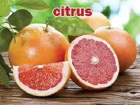 Định nghĩa của từ <b>citrus</b>
