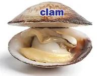 Định nghĩa của từ <b>clam</b>