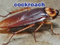 Định nghĩa của từ <b>cockroach</b>