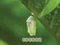 Định nghĩa của từ <b>cocoon</b>