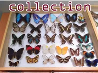 Định nghĩa của từ <b>collection</b>