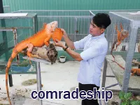 Định nghĩa của từ <b>comradeship</b>