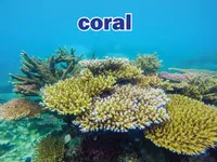 Định nghĩa của từ <b>coral</b>