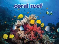 Định nghĩa của từ <b>coral reef</b>