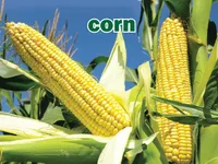 Định nghĩa của từ <b>corn</b>