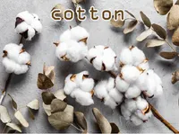 Định nghĩa của từ <b>cotton</b>