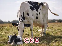 Định nghĩa của từ <b>cow</b>