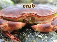 Định nghĩa của từ <b>crab</b>