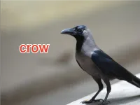 Định nghĩa của từ <b>crow</b>