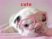 Định nghĩa của từ <b>cute</b>