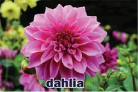 Định nghĩa của từ <b>dahlia</b>