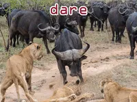 Định nghĩa của từ <b>dare</b>