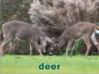Định nghĩa của từ <b>deer</b>