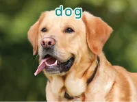 Định nghĩa của từ <b>dog</b>