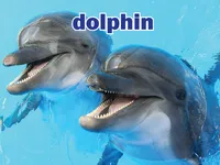 Định nghĩa của từ <b>dolphin</b>