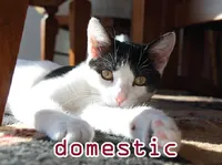 Định nghĩa của từ <b>domestic</b>