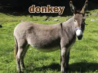 Định nghĩa của từ <b>donkey</b>