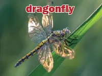 Định nghĩa của từ <b>dragonfly</b>